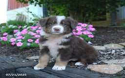 Australian Shepherd dogs for sale: Boots - Image 5