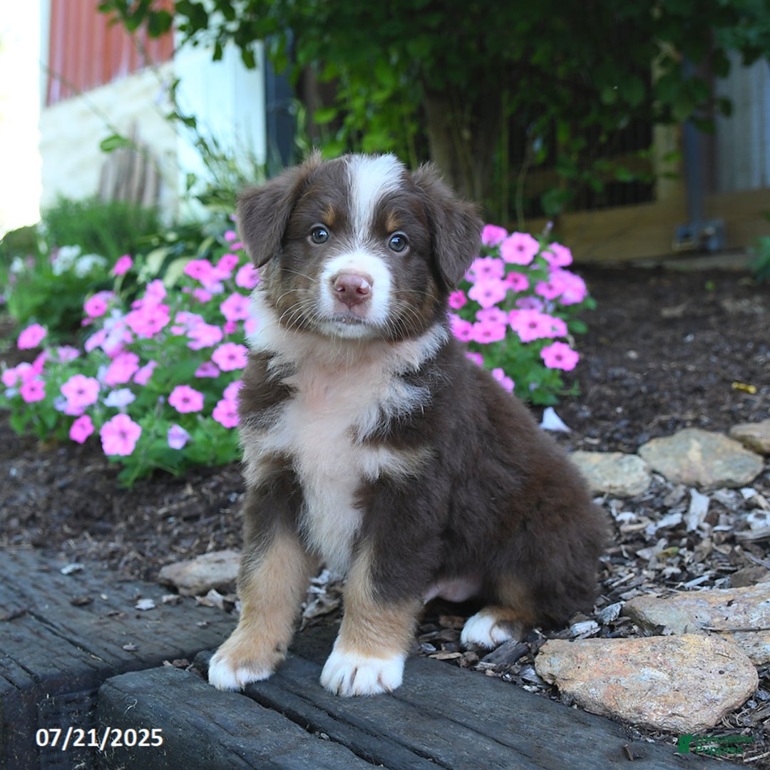 Australian Shepherd dogs for sale: Boots - Image 5
