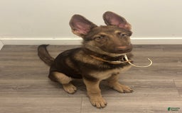 German Shepherd dogs for sale: Bella Liver Sable German Shepherd - Image 2