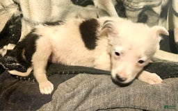 Border Collie dogs for sale: Dreami - Image 17