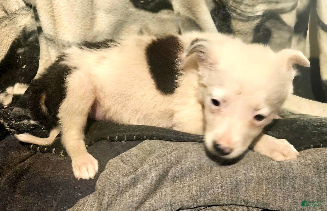 Border Collie dogs for sale: Dreami - Image 17
