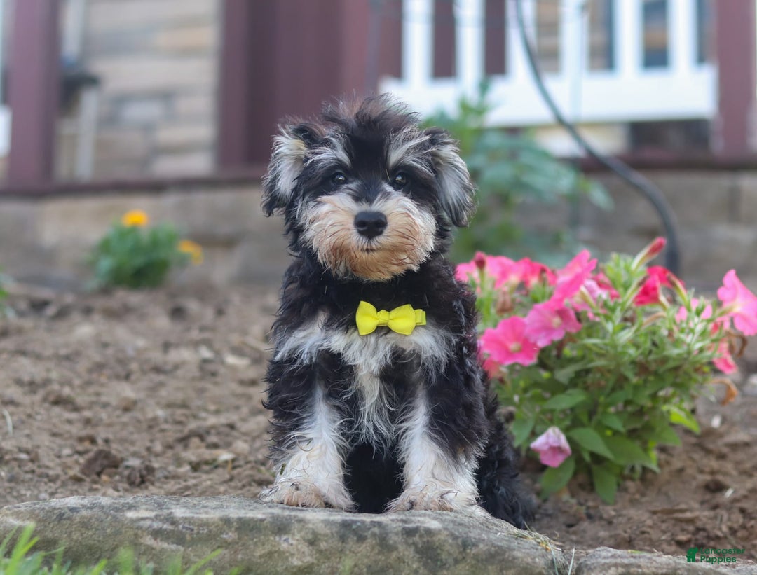 Miniature Schnauzer dogs for sale: Denver - Image 17