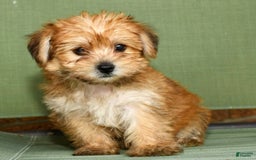 Yochon dogs for sale: Megan - Image 9