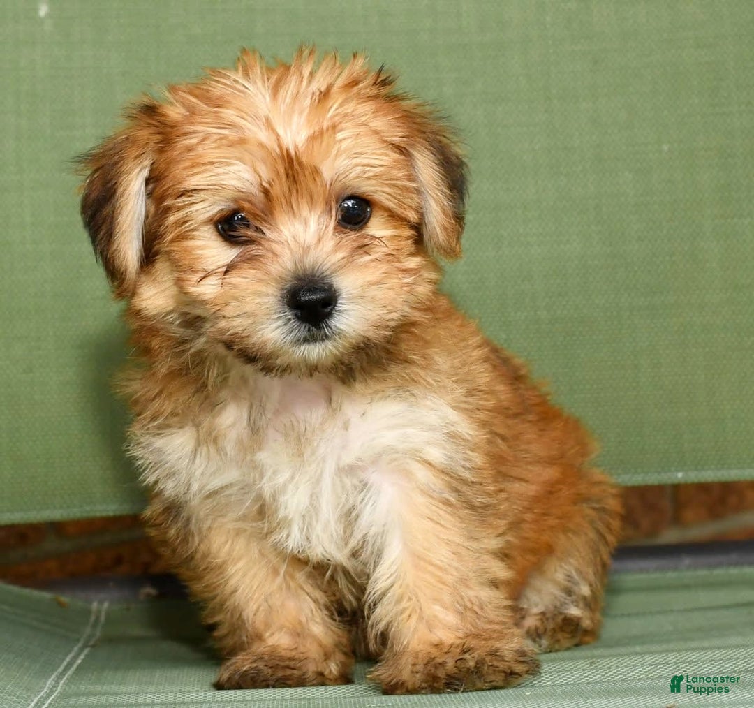 Yochon dogs for sale: Megan - Image 9