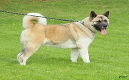 Akita dogs for sale: Moonlight Sage - Image 1
