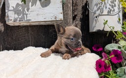 French Bulldog dogs for sale: Tyson - Image 8