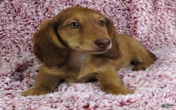 Miniature Dachshund dogs for sale: Odie -akc - Image 8