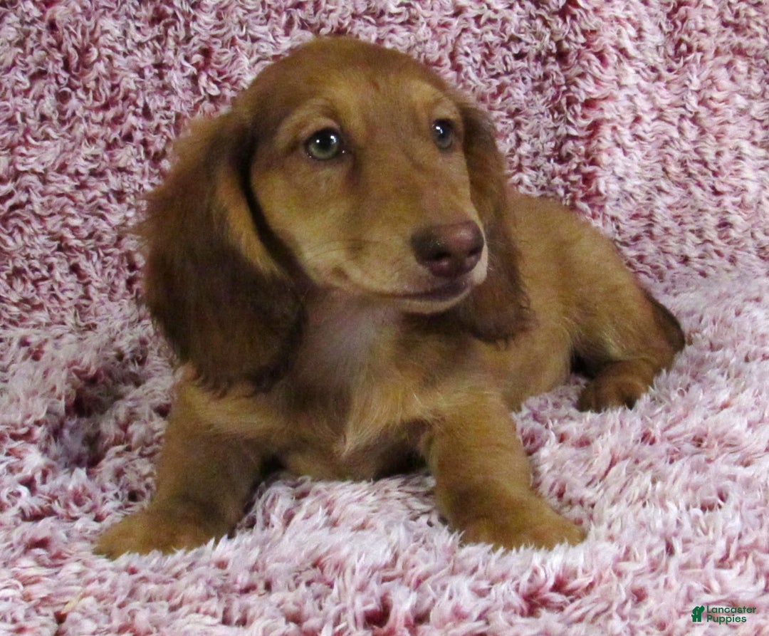 Miniature Dachshund dogs for sale: Odie -akc - Image 8