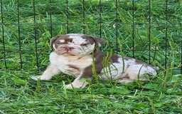 English Bulldog dogs for sale: Rocky - Image 15
