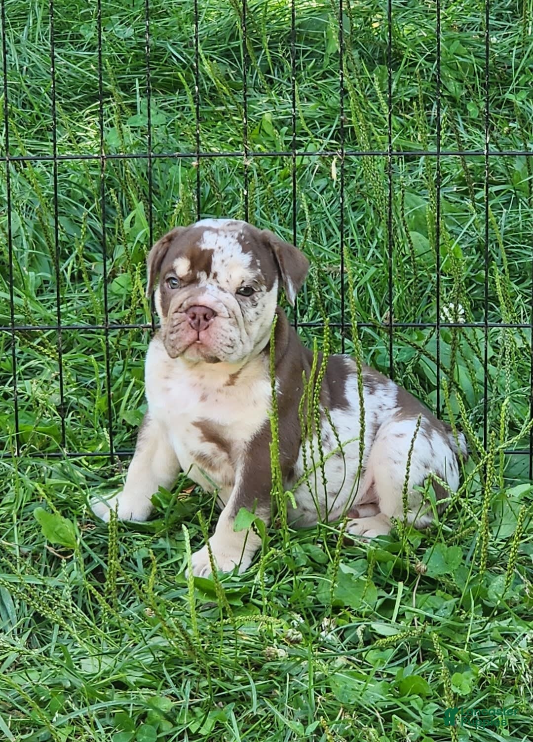 English Bulldog dogs for sale: Rocky - Image 15