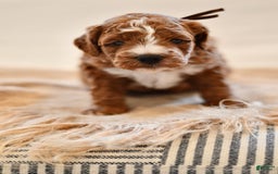 Goldendoodle dogs for sale: Smoky - Image 5
