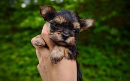 Morkie dogs for sale: "teacup" Cricket - Image 7