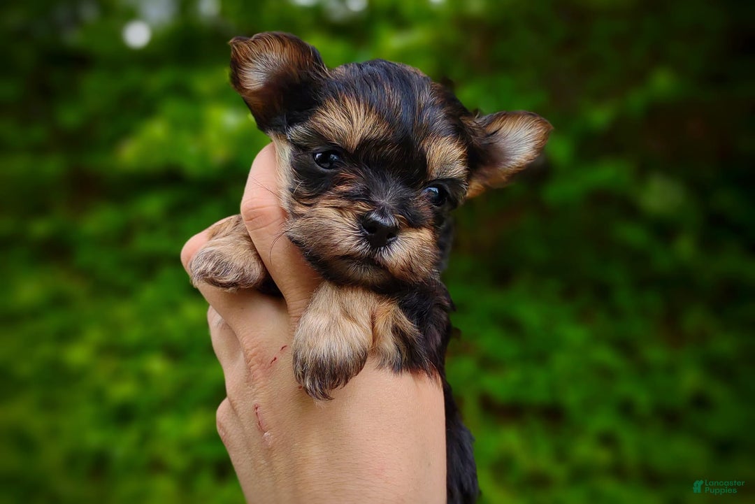 Morkie dogs for sale: "teacup" Cricket - Image 7