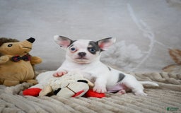 Chihuahua dogs for sale: Timon - Image 8