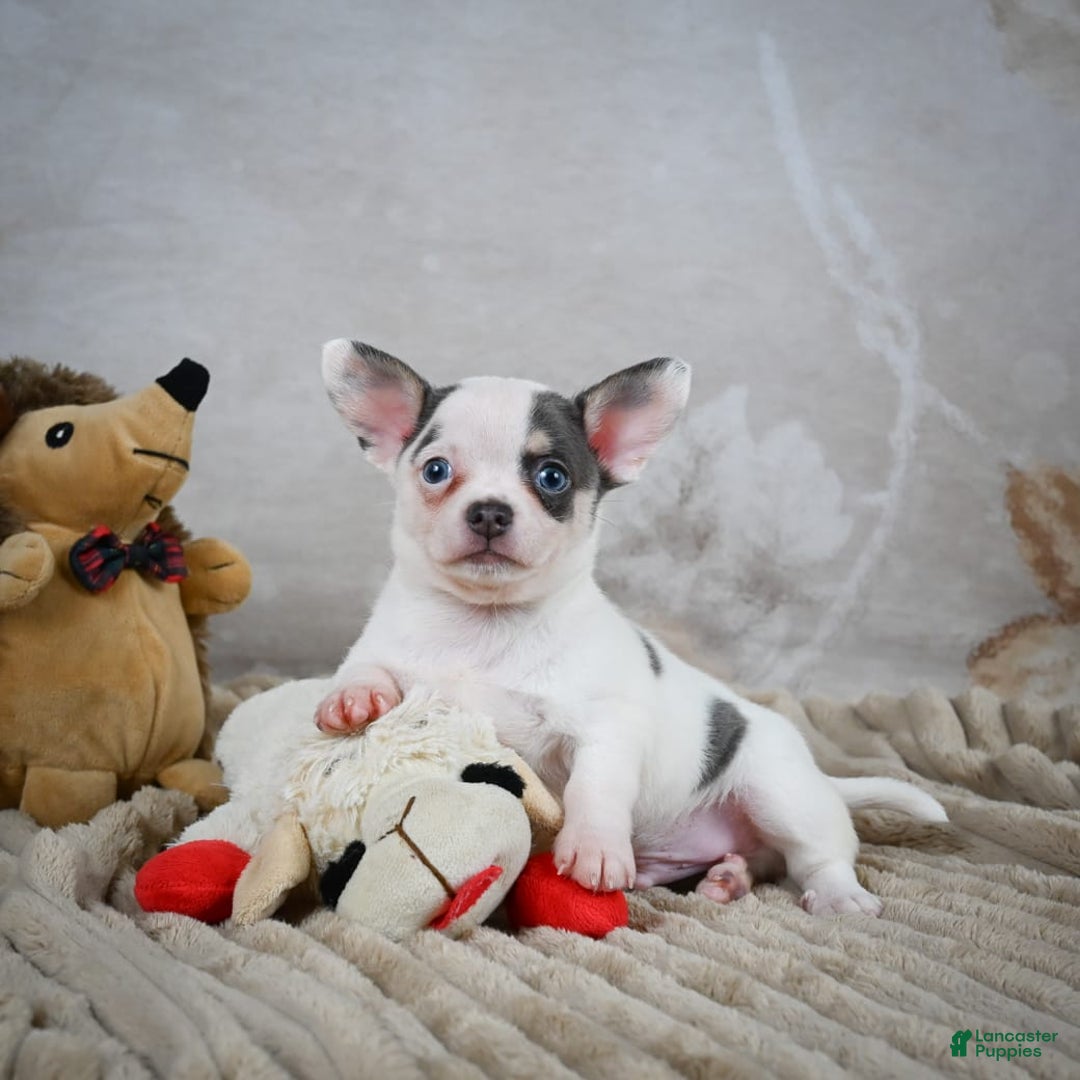Chihuahua dogs for sale: Timon - Image 8