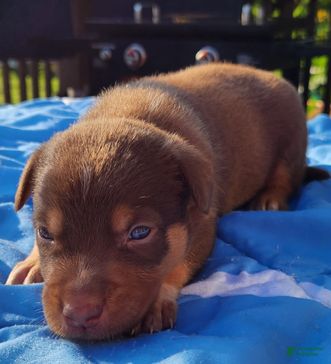 Catahoula Leopard Dog dogs for sale: Zealand - Image 7