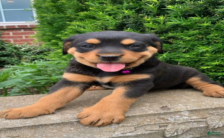 Miniature Bernese Mountain Dog dogs for sale - Ad 1