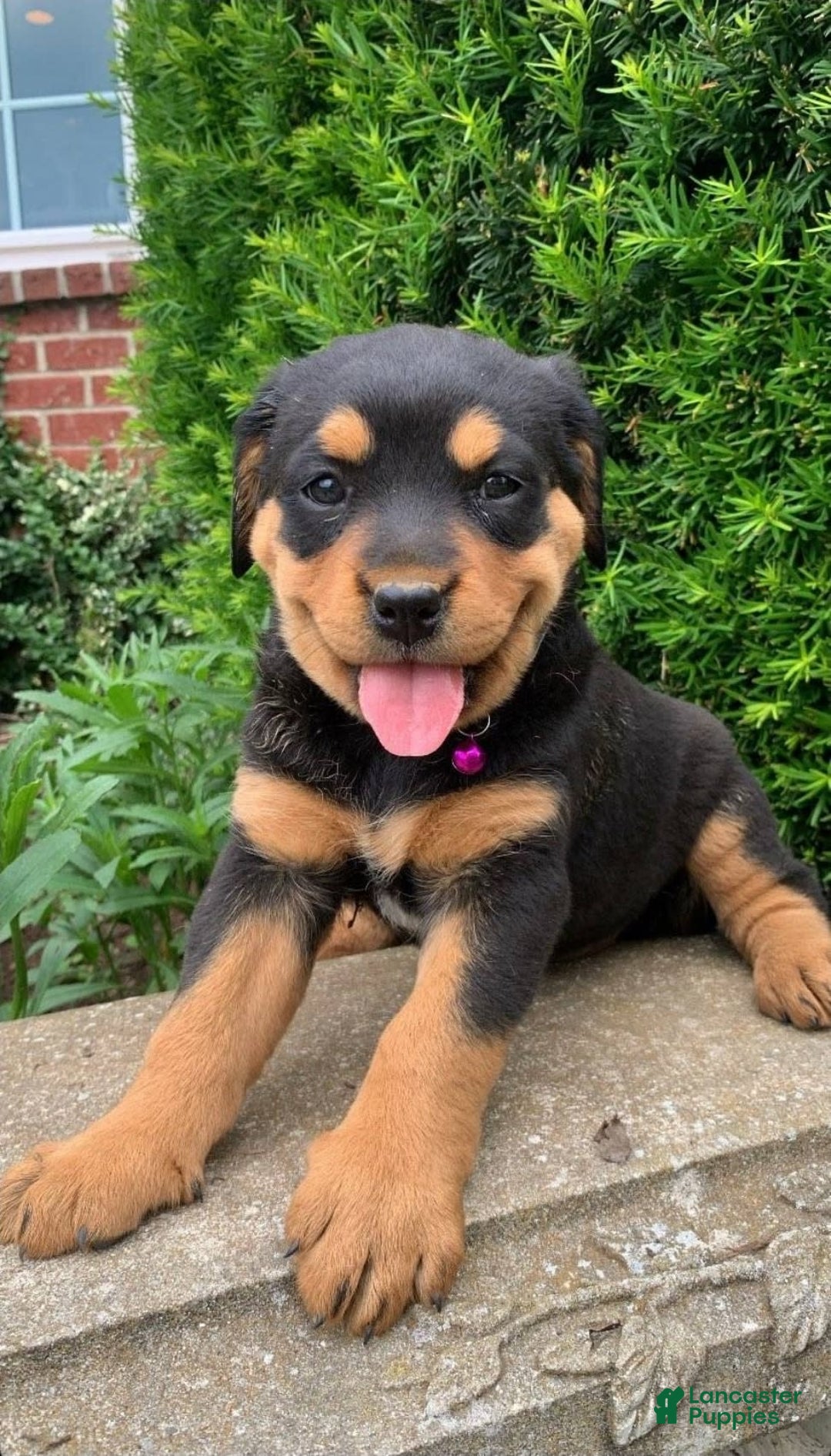 Miniature Bernese Mountain Dog dogs for sale: Lady - Image 1