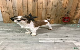 Shih Tzu dogs for sale: Cody - Image 5