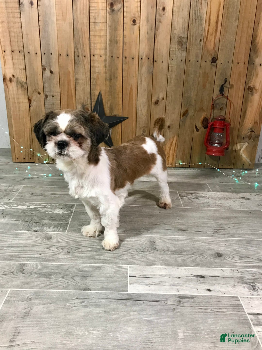 Shih Tzu dogs for sale: Cody - Image 5