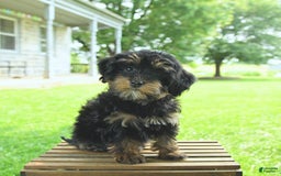 Havapoo dogs for sale: House Raised Sparkles - Image 13