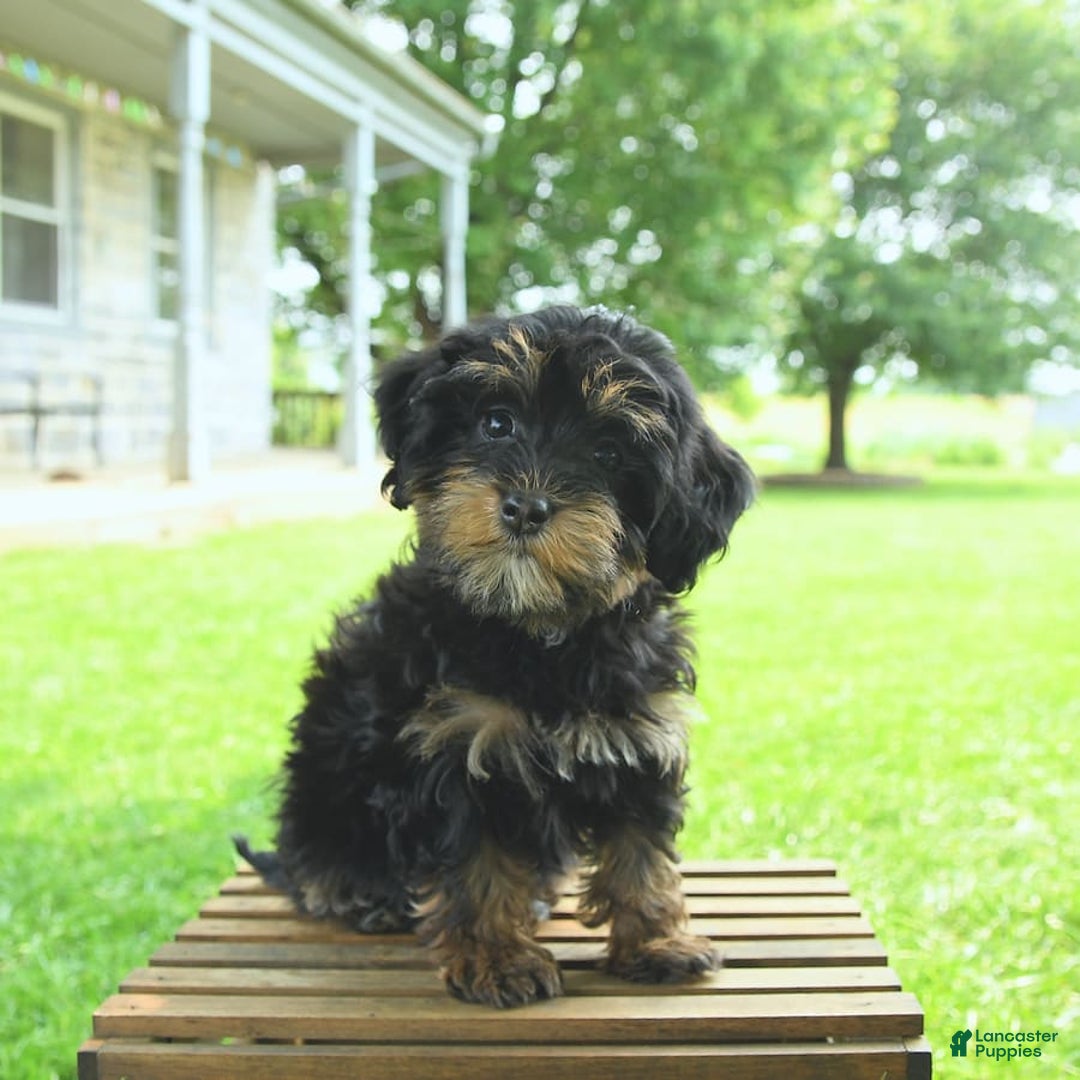 Havapoo dogs for sale: House Raised Sparkles - Image 13