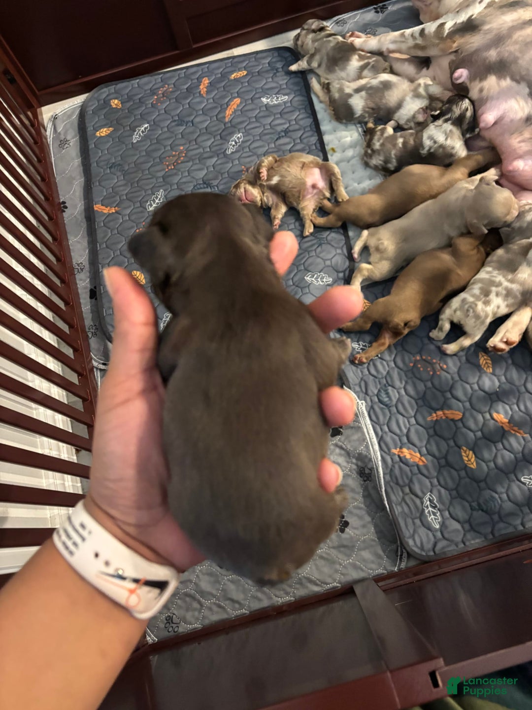 French Bulldog dogs for sale: Rummie - Image 3