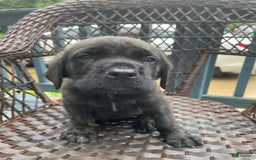 English Mastiff dogs for sale: Lilo - Image 8