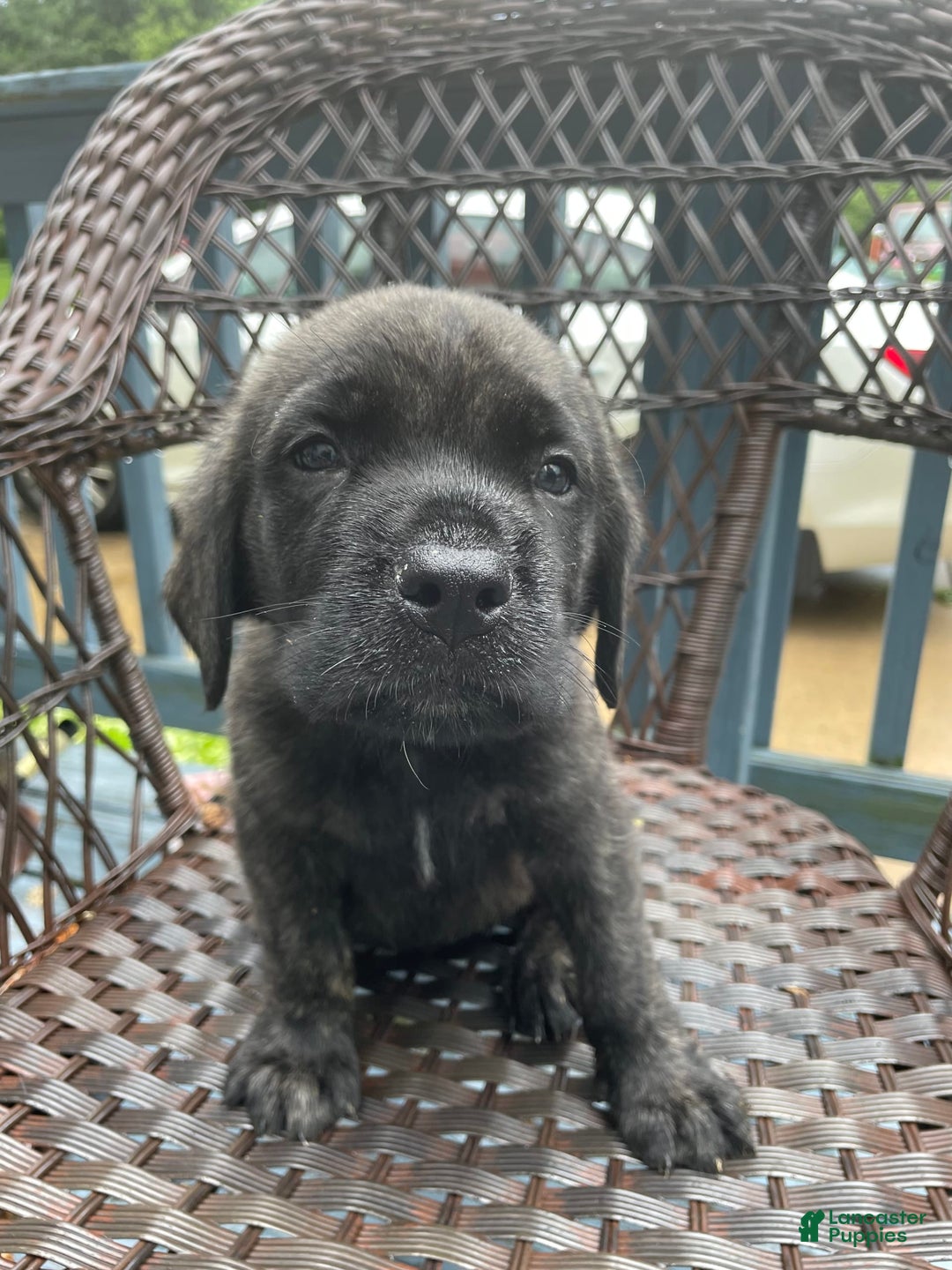 English Mastiff dogs for sale: Lilo - Image 8