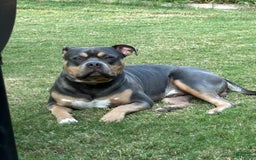 American Bully dogs for sale: Rosey - Image 23