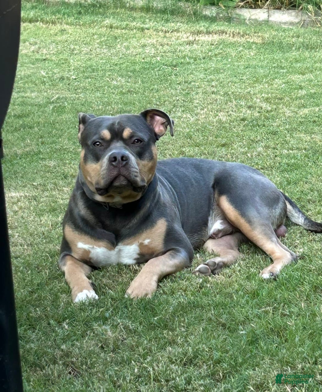 American Bully dogs for sale: Rosey - Image 23