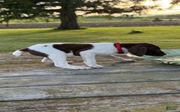 German Shorthaired Pointer dogs for sale: Red Collar - Image 2