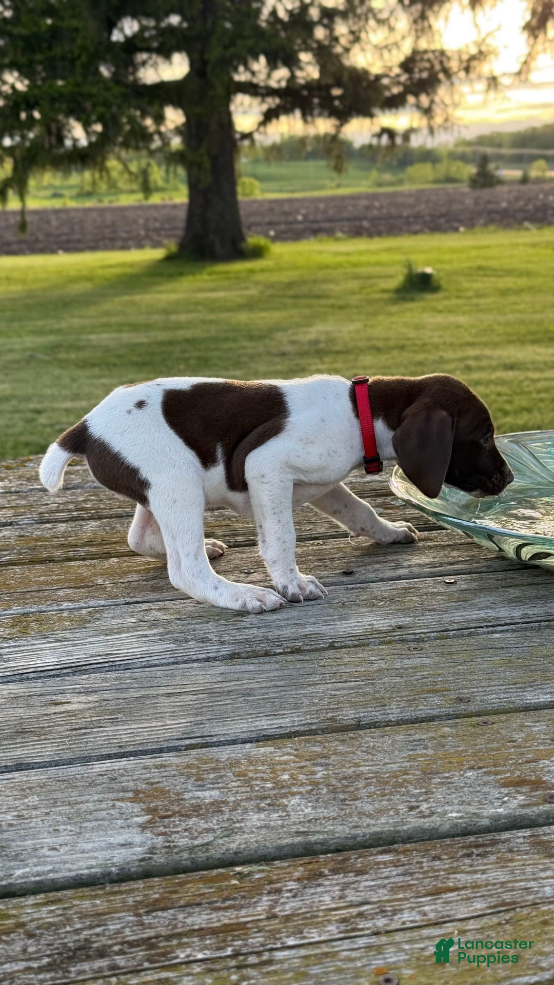 German Shorthaired Pointer dogs for sale: Red Collar - Image 2