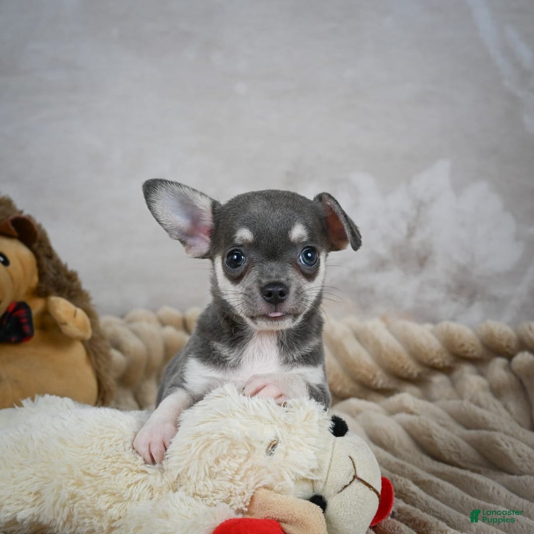 Chihuahua dogs for sale: Samuel - Image 2