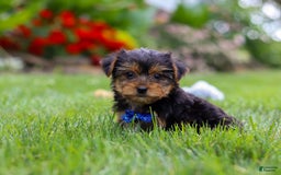 Yorkshire Terrier dogs for sale: Theodore - Image 8