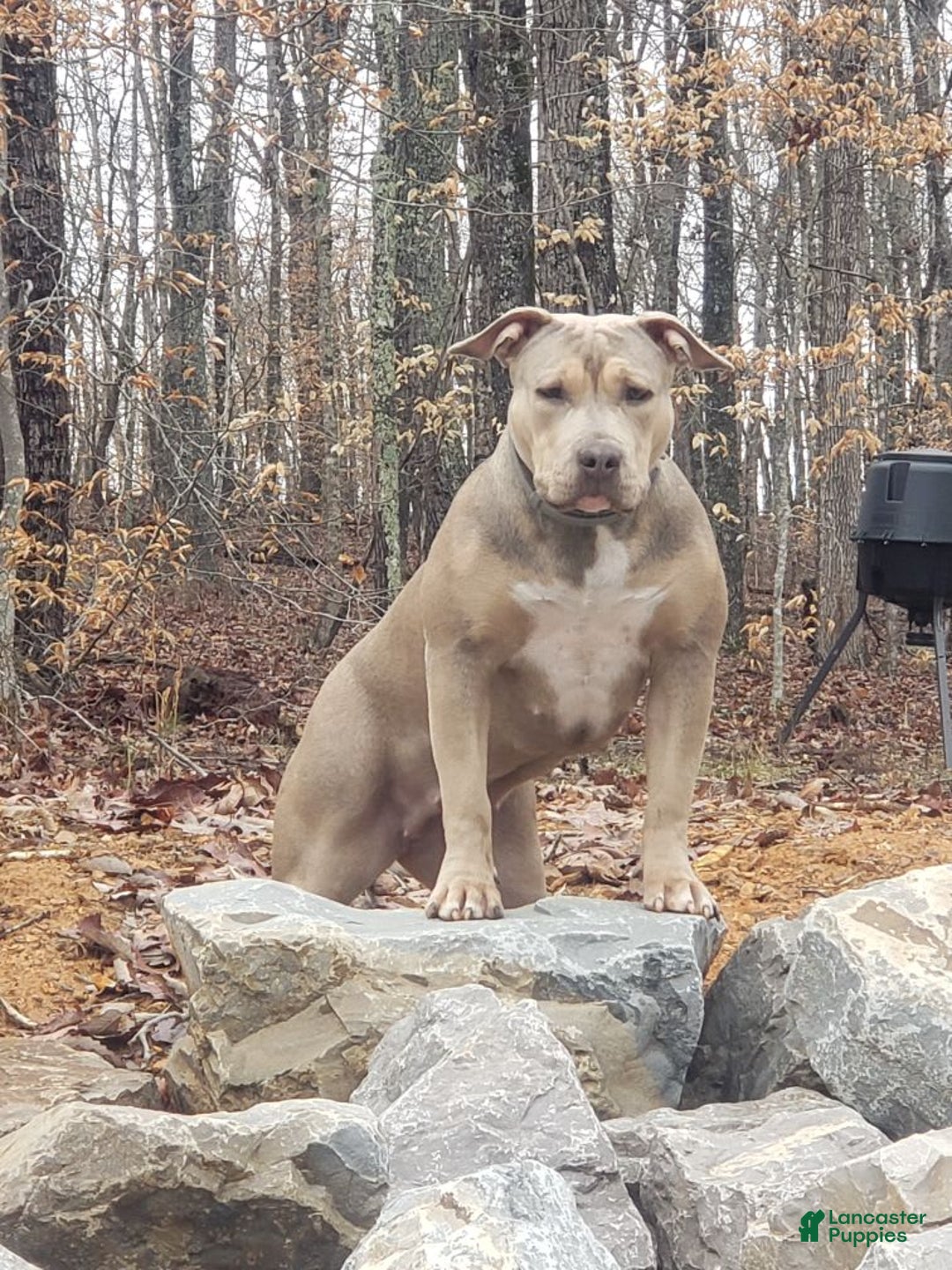 American Bully dogs for sale: Socks - Image 72