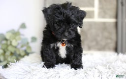 Yorkiepoo dogs for sale: Roo - Image 10