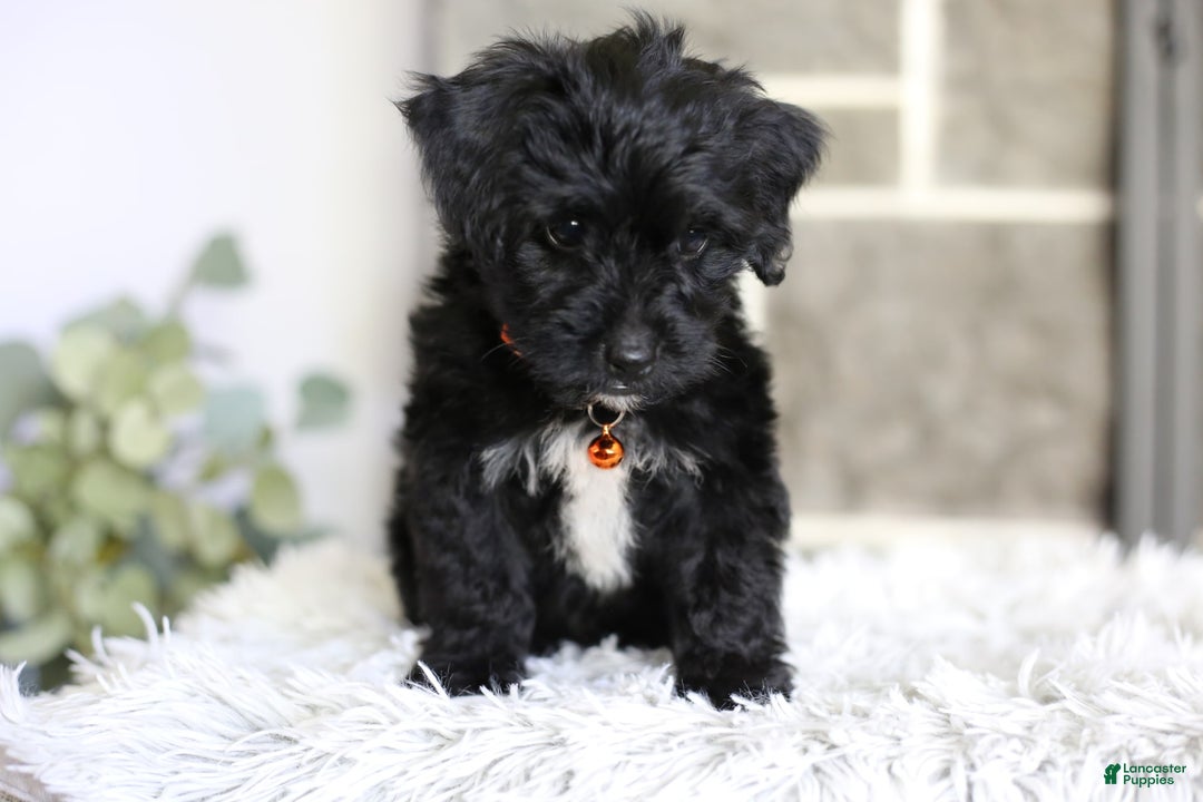 Yorkiepoo dogs for sale: Roo - Image 10