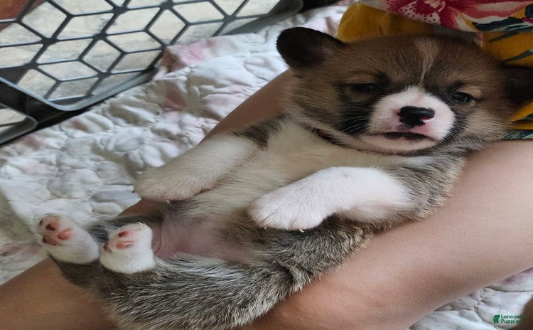 Welsh Corgi Pembroke dogs for sale - Ad 3