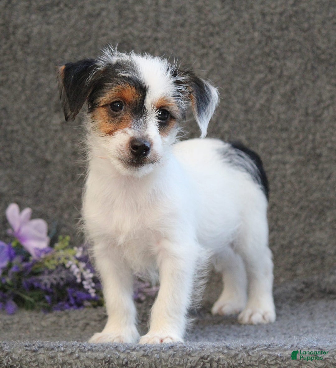Yorkshire Terrier dogs for sale: Teeko - Image 2