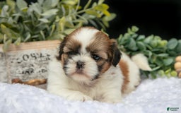 Shih Tzu dogs for sale: Ashley - Image 4