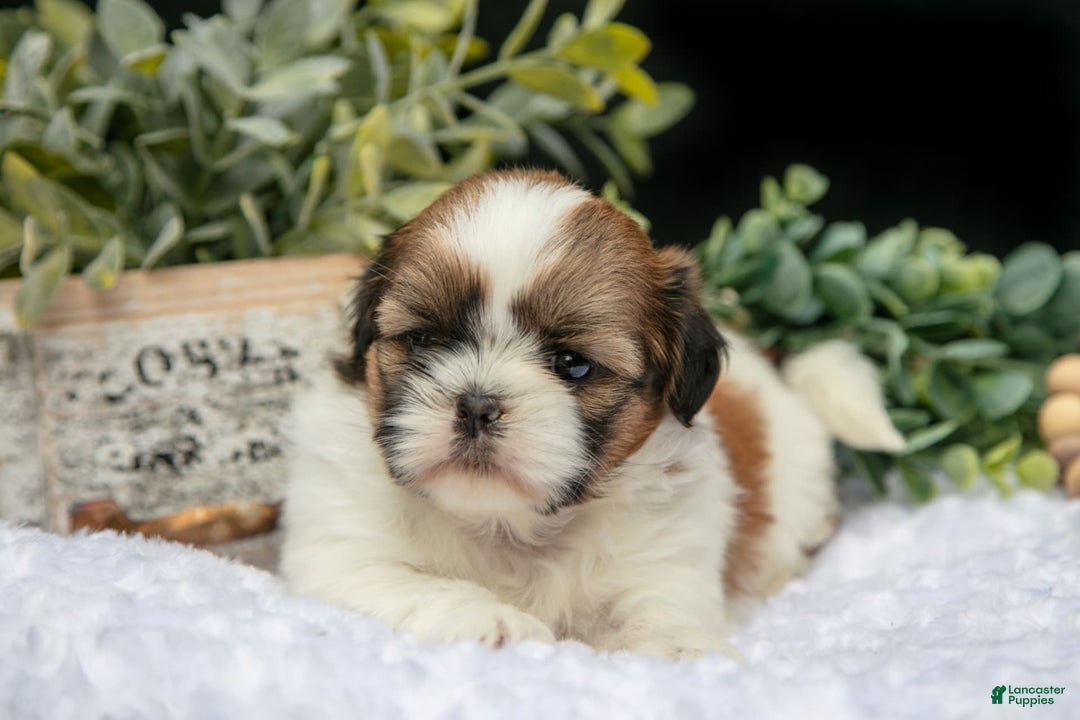 Shih Tzu dogs for sale: Ashley - Image 4