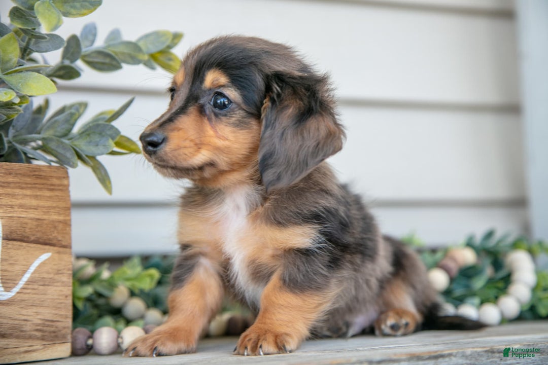 Miniature Dachshund dogs for sale: Jasper - Image 2