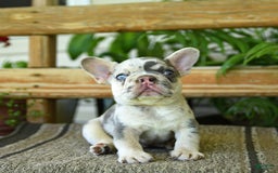 French Bulldog dogs for sale: Wiggles - Image 7
