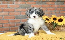 Bernedoodle dogs for sale: Sequoia - Image 1