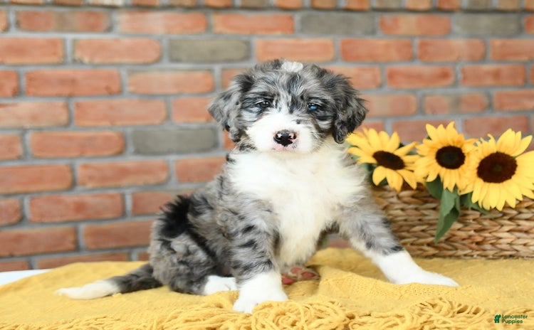 Bernedoodle dogs for sale - Ad 5