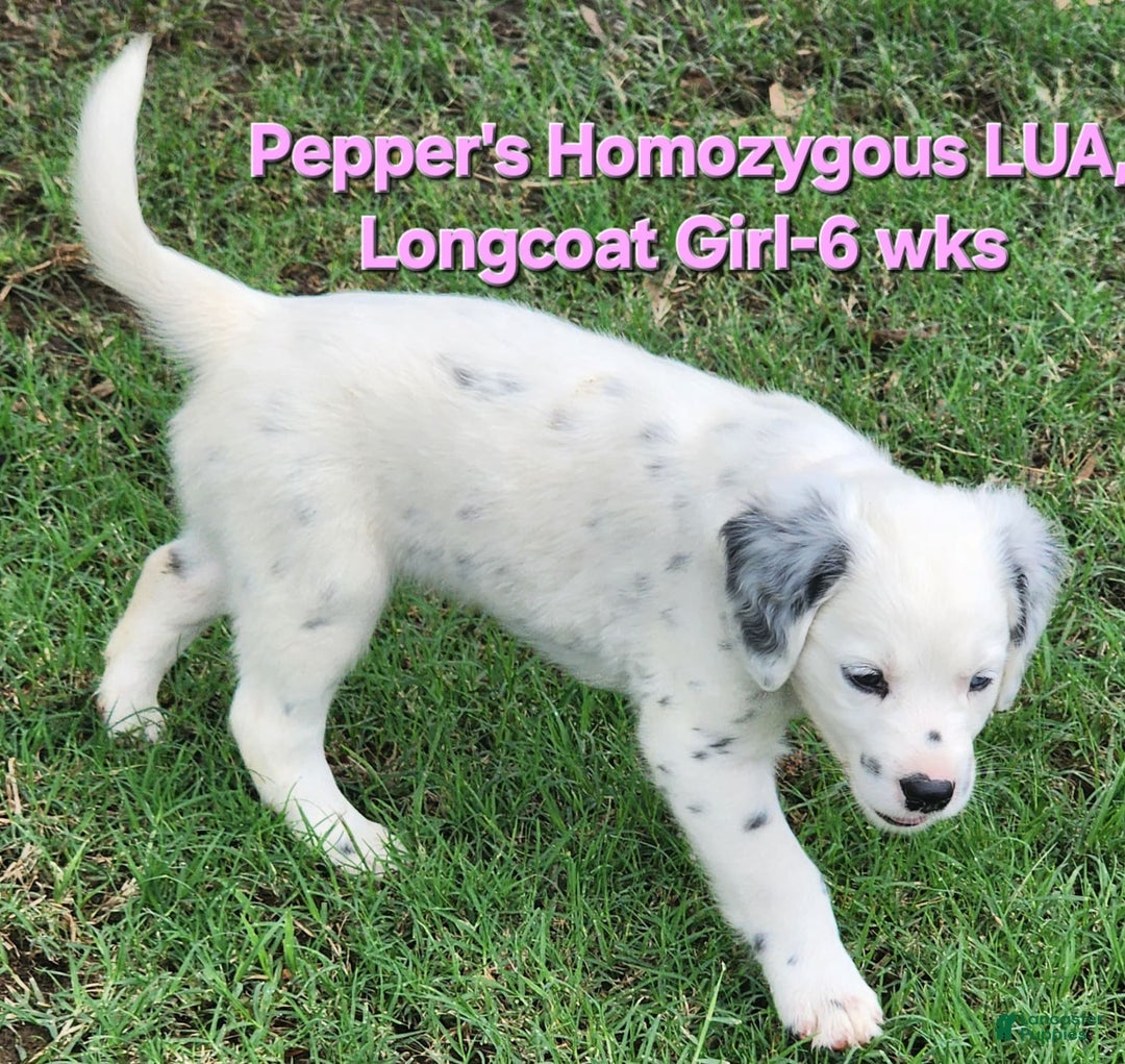 Dalmatian dogs for sale: Peppers Pink Girl - Image 23