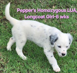 Peppers Pink Girl