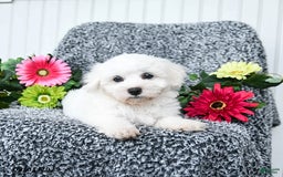 Teddy Bear dogs for sale: Cathy - Image 3