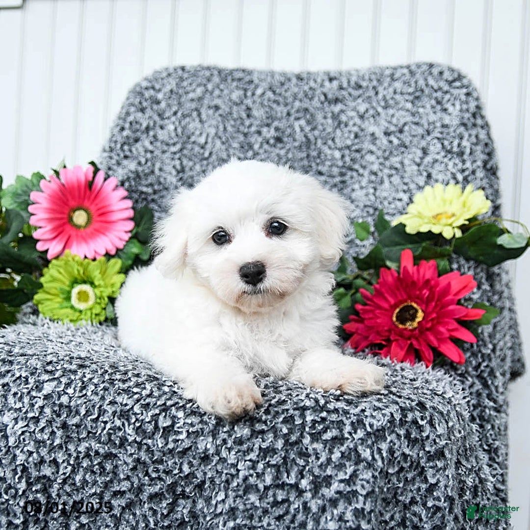 Teddy Bear dogs for sale: Cathy - Image 3